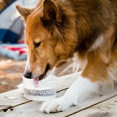 Comedero plegable Mobowl Comedero Plegable Mobowl -Bravery Tienda