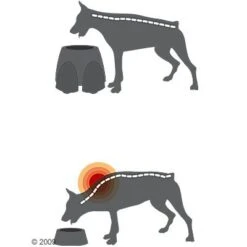 Comedero Alto Savic Ergo Feeder -Bravery Tienda 125461 savic ergofeeder3 1