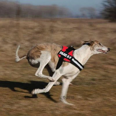 Arnés Julius K9 Rojo Arnés Julius K9 Rojo -Bravery Tienda 191822 trixie powergeschir2 1 63ca50b7ce877