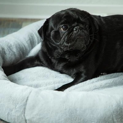 Cama térmica HAFENBANDE Flory Cama Térmica HAFENBANDE Flory -Bravery Tienda 200322 waagenschmitt hafenbande heizmatte flory hs 12 1