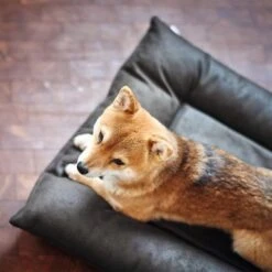 Cama Hunter Bologna Negra Para Perros -Bravery Tienda 214699 214700 hunter hundebett bologna schwarz hs 09 2