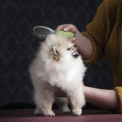 Cepillo de doble cara Moser para mascotas Cepillo De Doble Cara Moser Para Mascotas -Bravery Tienda 289796 moser beidseitige fellpflegebuerste hs 03 3