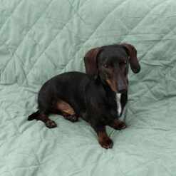 Manta Para Perros Modern Living Victoria -Bravery Tienda 318002 decke victoria fg 6050 2