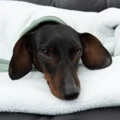 Manta Para Perros Modern Living Victoria -Bravery Tienda 318002 decke victoria fg 6055 4