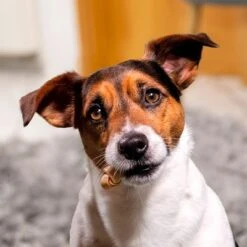 SmartBones Snacks Con Pollo Para Perros Pequeños -Bravery Tienda 324396 smartbones kausnacks huhn kleinehunde hs 05 3