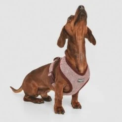 Arnés Nomad Tales Calma Burdeos Para Perros -Bravery Tienda 324717 nomad tales calma burgundy 02 4