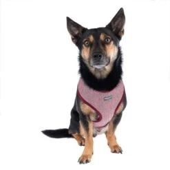 Arnés Nomad Tales Calma Burdeos Para Perros -Bravery Tienda 325599 calma fg 7759 9