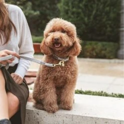 Collar Nomad Tales Calma Piedra Para Perros -Bravery Tienda 326806 326197 nomad tales calma halsband stone 04 2