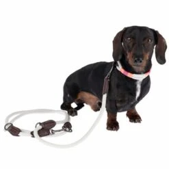 Collar Nomad Tales Spirit Piedra Para Perros -Bravery Tienda 329197 329397 spirit xs fg 7690 3