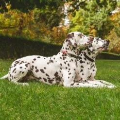 Collar Nomad Tales Spirit Piedra Para Perros -Bravery Tienda 329197 nomad tales spirit halsband stone 01 1