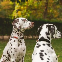 Collar Nomad Tales Spirit Piedra Para Perros -Bravery Tienda 329197 nomad tales spirit halsband stone 02 7