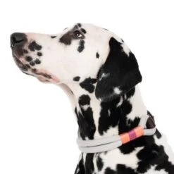 Collar Nomad Tales Spirit Piedra Para Perros -Bravery Tienda 329296 spirit l fg 7484 4