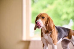 BEAPHAR Antiparasitario Natural Para Parásitos Intestinales -Bravery Tienda 3461920400054 1 62ece7212fd8e 63f39668d5fce