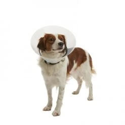 Ferribiella Collar Isabelino 4 Ferribiella Collar Isabelino -Bravery Tienda 429635 colarisabelino 2