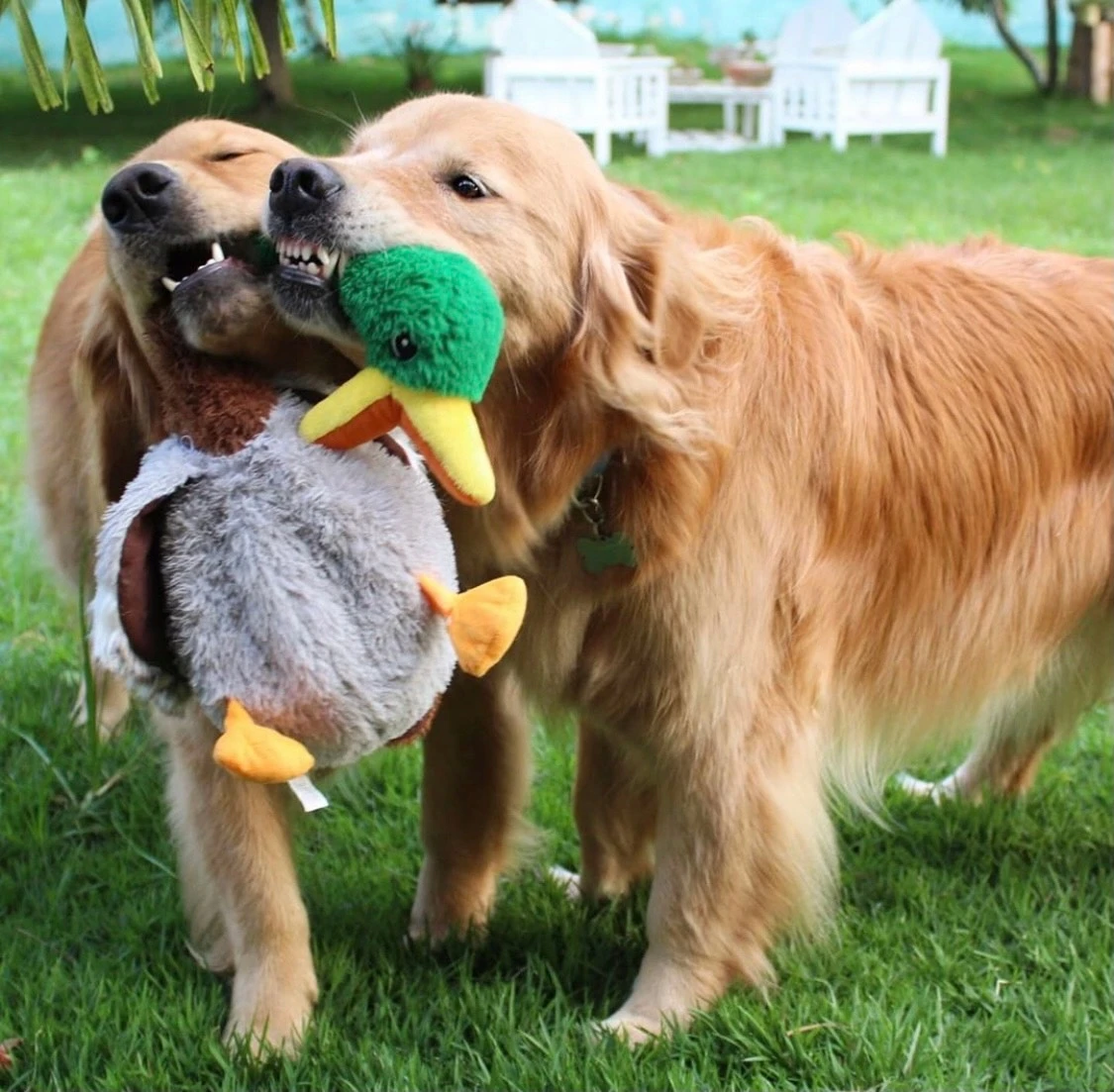 Peluche Shakers con Sonido Pato KONG Peluche Shakers Con Sonido Pato -Bravery Tienda 44fd0053481782d52a5b3c777d44 64f24397e81a1