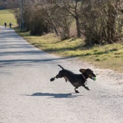 Zapatos Para Perros S & P Boots 14 Zapatos Para Perros S & P Boots -Bravery Tienda 52149 hundeschuhe xs fg 0890 4