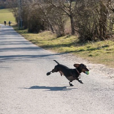 Zapatos para perros S & P Boots Zapatos Para Perros S & P Boots -Bravery Tienda