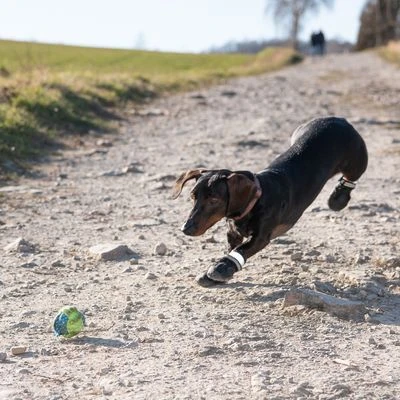 Zapatos para perros S & P Boots Zapatos Para Perros S & P Boots -Bravery Tienda