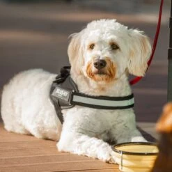 Julius K9 Arnés Julius-K9 IDC® Power Negro Para Perros -Bravery Tienda 65902 julius k9 idc powergeschirr schwarz hs10 7