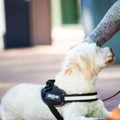 Julius K9 Arnés Julius-K9 IDC® Power Negro Para Perros -Bravery Tienda 65902 julius k9 idc powergeschirr schwarz hs8 3