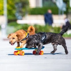 Julius K9 Arnés Julius-K9 IDC® Power Negro Para Perros -Bravery Tienda 65902 julius k9 idc powergeschirr schwarz hs9 9