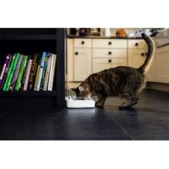 Comedero Hermético SureFeed 8 Comedero Hermético SureFeed -Bravery Tienda 69308 pla 7 luftdichte futt 5