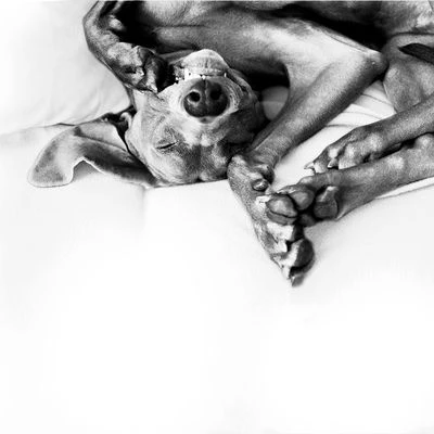 Difusor ADAPTIL® Calm para perros Difusor ADAPTIL® Calm Para Perros -Bravery Tienda 73499 adaptiltransportspray hs 08 3