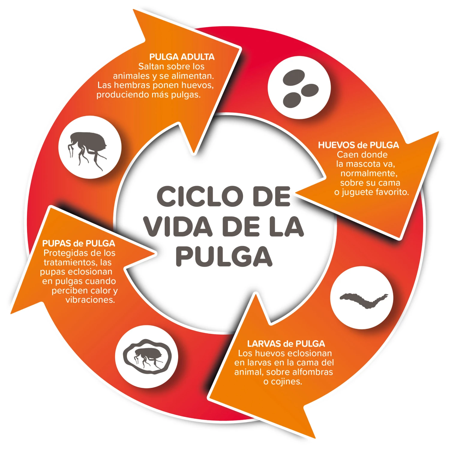 Spray Antiparasitario para Gatos y Perros (2,5mg/ml) Spray Antiparasitario Para Gatos Y Perros (2,5mg/ml) -Bravery Tienda 8711231154081 2 64a6c495da565