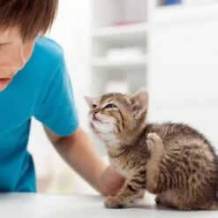 Spray Antiparasitario Para Gatos Y Perros (2,5mg/ml) 7 Spray Antiparasitario Para Gatos Y Perros (2,5mg/ml) -Bravery Tienda 8711231154081 3