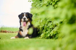 BEAPHAR Antiparasitario Natural Para Parásitos Intestinales -Bravery Tienda 8711231157006 1 62ece74a0f212 63f3966bd8b59