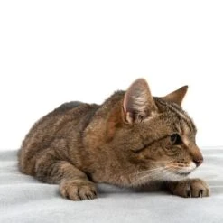 Manta Heim Lavable A Altas Temperaturas Para Mascotas 5 Manta Heim Lavable A Altas Temperaturas Para Mascotas -Bravery Tienda 99720 kochfeste decke fg 4330 8