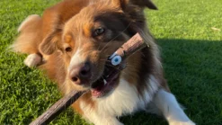 Stick Elwood -Bravery Tienda DOOG Website Banner 9 650837c95b0b2