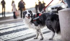 Arnés Julius K9 Rojo 10 Arnés Julius K9 Rojo -Bravery Tienda IMG 3949 copy 627231f8515df