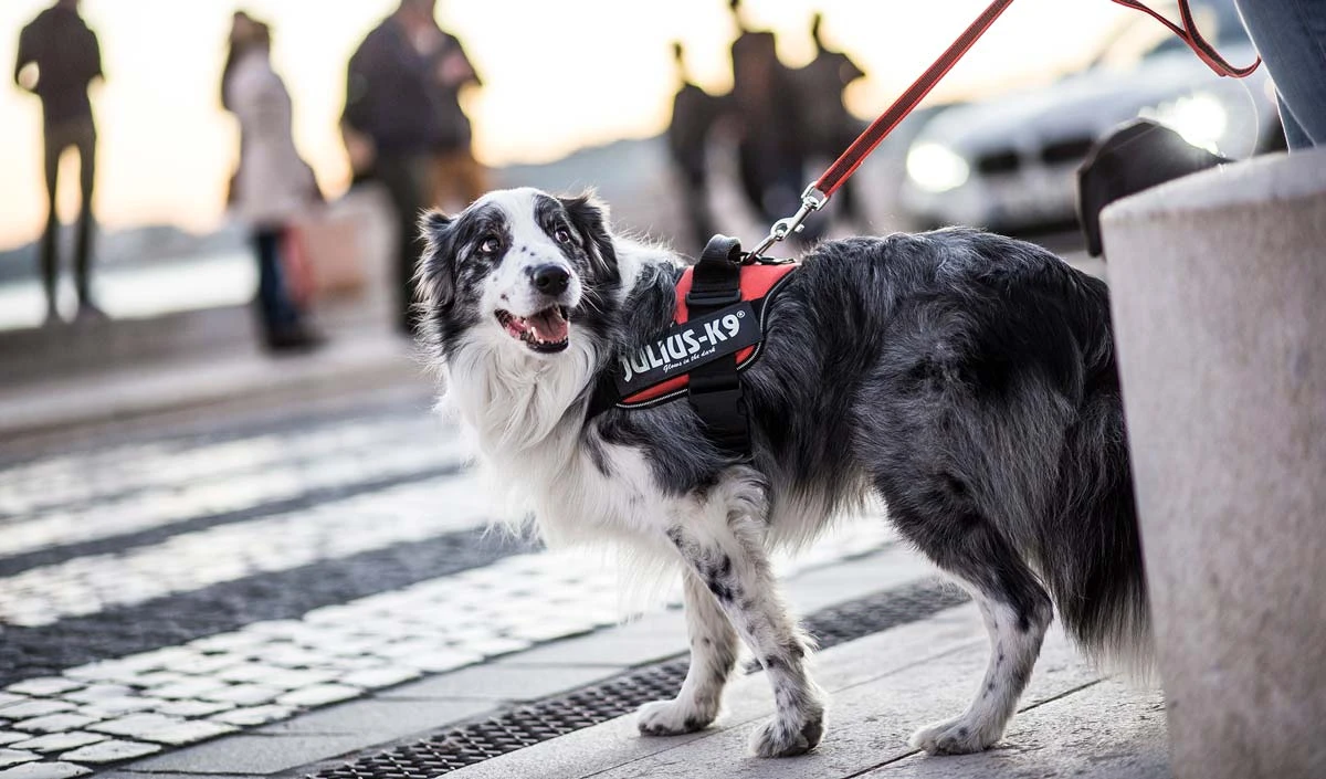 Arnés Julius K9 Rojo Arnés Julius K9 Rojo -Bravery Tienda IMG 3949 copy 627231f8515df