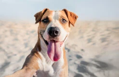 Multiva Active Dog 45 Chews -Bravery Tienda PERRO 9 636ce14a8a2cf