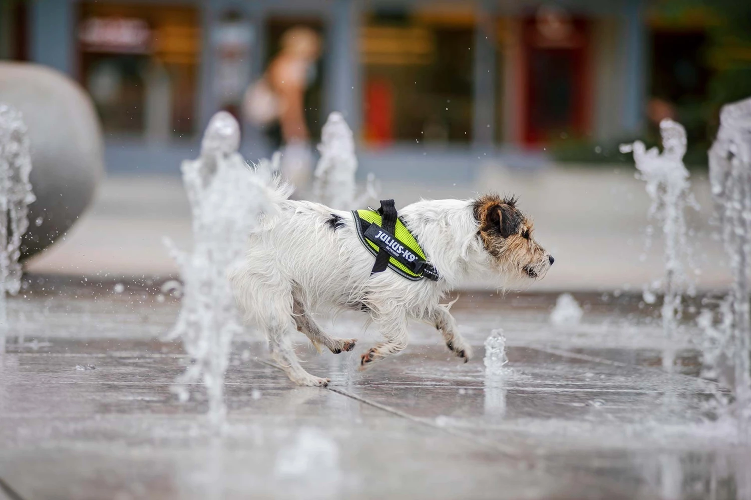 Arnés Powair Verano Neón Julius K9 Arnés Powair Verano Neón -Bravery Tienda Pict 02 new large 62723281a2e38