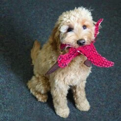 KONG Peluche Stegosaurus Verde -Bravery Tienda RDY13 2 1000x1000 62ea3d6515e8e