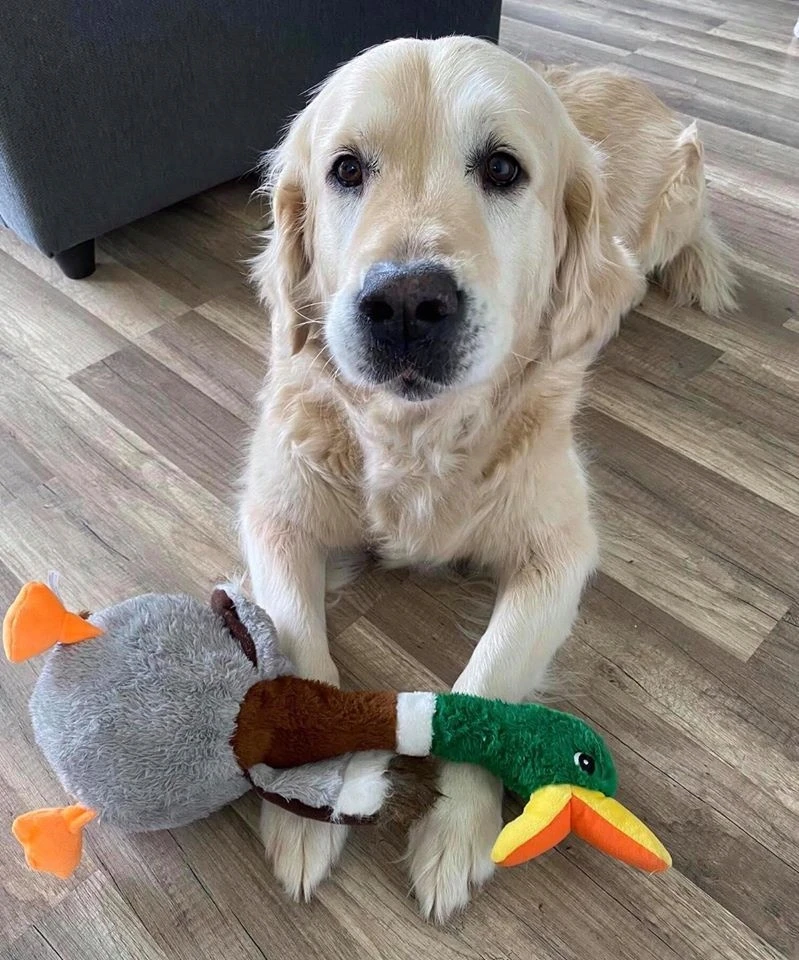 Peluche Shakers con Sonido Pato KONG Peluche Shakers Con Sonido Pato -Bravery Tienda ZABAWKA duzego psa SZARPAK kaczka KONG pluszak L Kod producenta 035585360737 64f2439c0fafe