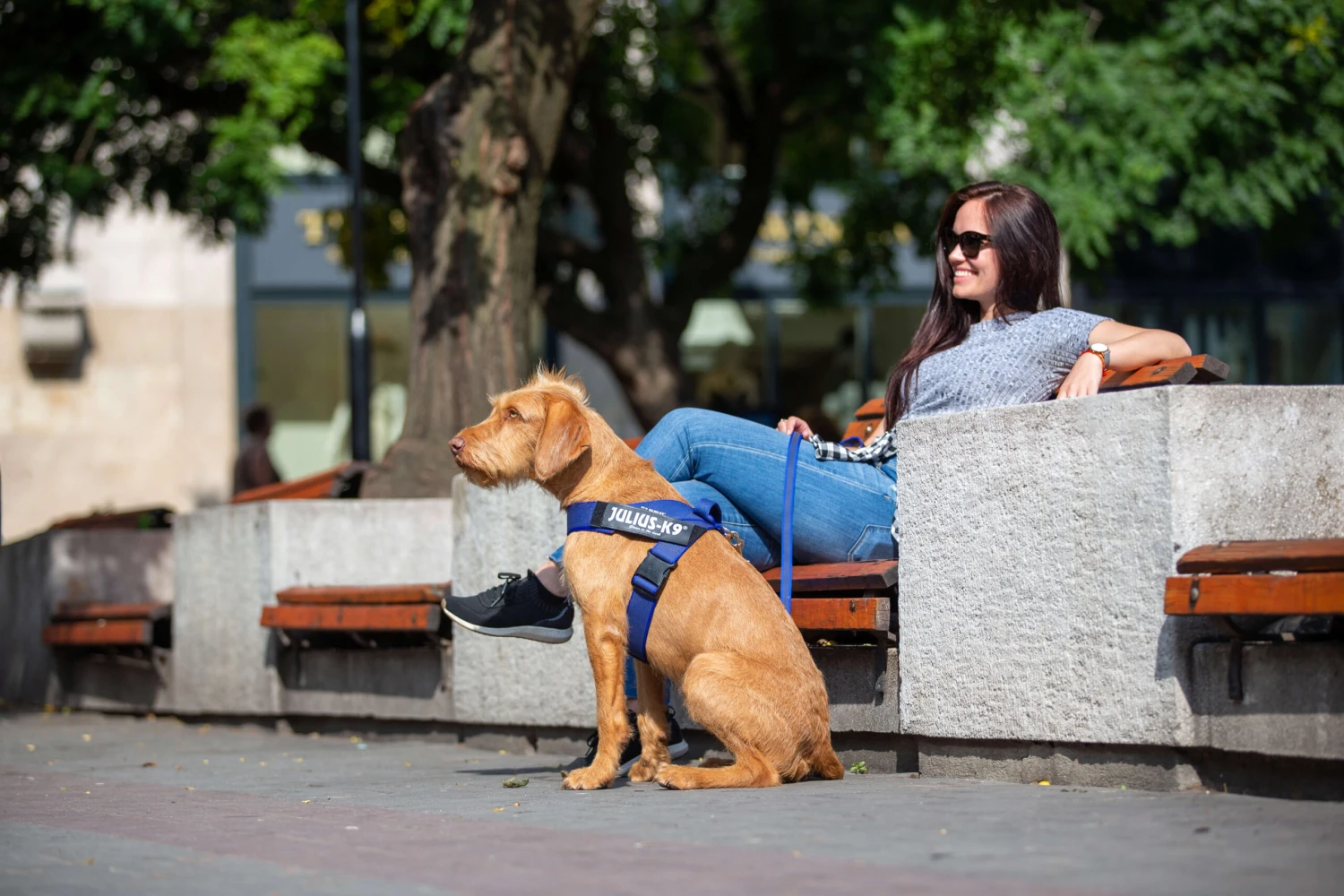 Arnés IDC de Cinta Azul Julius K9 Arnés IDC De Cinta Azul -Bravery Tienda a62u4644 1 62722e140c927 scaled