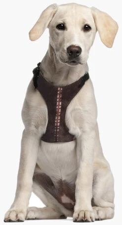 Arnés Star Wars Chewbacca -Bravery Tienda arners star wars chewbacca 11 6