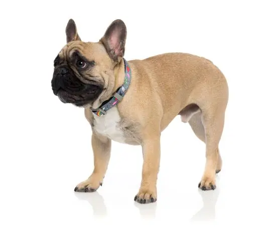 Collar de Neopreno Coachella Fuzzyard Collar De Neopreno Coachella -Bravery Tienda fuzzyard collar neo coachella2 62dff98324d58