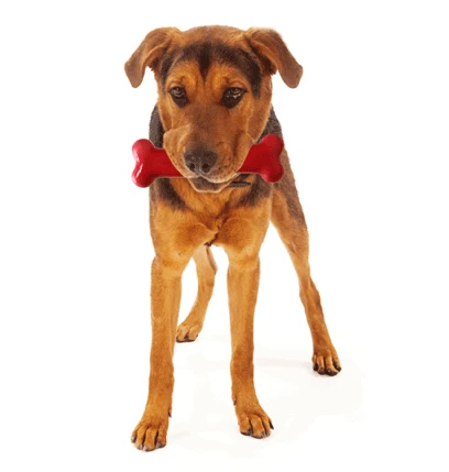 Bone Ternera Asada y Vino Tinto Bone Ternera Asada Y Vino Tinto -Bravery Tienda image qp 2 63491546da3d1