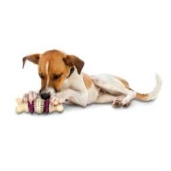 PetSafe Juguete Interactivo Busy Buddy Bristle Bone -Bravery Tienda juguete para golosinas mordedor busy buddy hueso