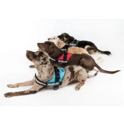 Arnés Julius K9 Rojo 6 Arnés Julius K9 Rojo -Bravery Tienda juliusk9 powergeschirr 4 farben 4 63ca50c05df65