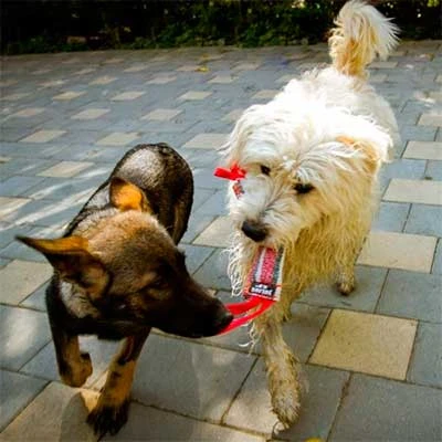 Mordedor de tela francesa 2 asas Julius K9 Mordedor De Tela Francesa 2 Asas -Bravery Tienda mordedor de tela francesa julius k9 2 asas 2