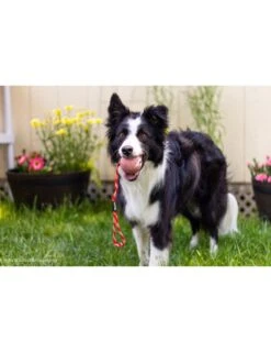 Julius K9 Pelota IDC Con Asa -Bravery Tienda pelota idc asa cerrable 1 63a0274a10915