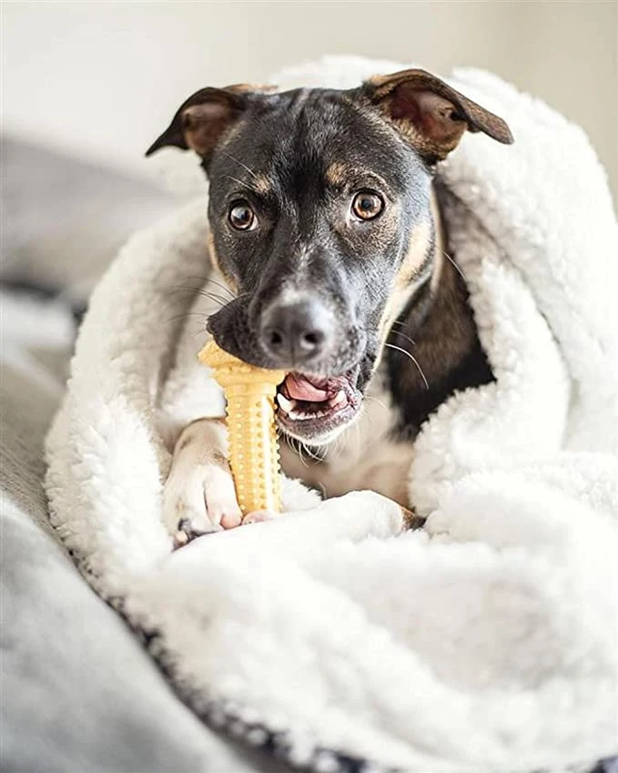 Extreme Chew Barbell L Nylabone Extreme Chew Barbell L -Bravery Tienda perro mordiendo un juguete nylabone 644652a3ad22e