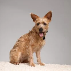 Tickless Repelente De Insectos Ultrasónico Rosa -Bravery Tienda pet5 63eca3daa36c2