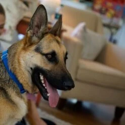 Puerta Extreme Weather Para Mascotas De Petsafe -Bravery Tienda petsafe hundeklappe extremeweather hs 03 1