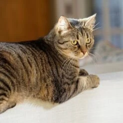 Puerta Extreme Weather Para Mascotas De Petsafe -Bravery Tienda petsafe hundeklappe extremeweather hs 03 3